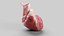 Human heart medical model static