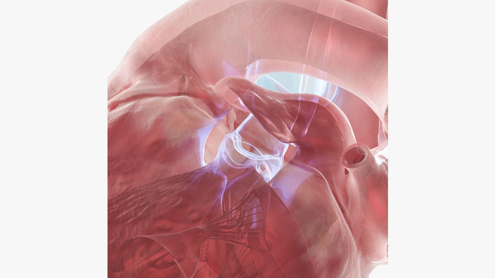 Human heart medical model 3D model https://p.turbosquid.com/ts-thumb/Ge/xMUQzT/Re/aorticclose/jpg/1719867614/1920x1080/fit_q87/6d492abb77dc31512a9ecd202650f0ffe2bc0bf0/aorticclose.jpg