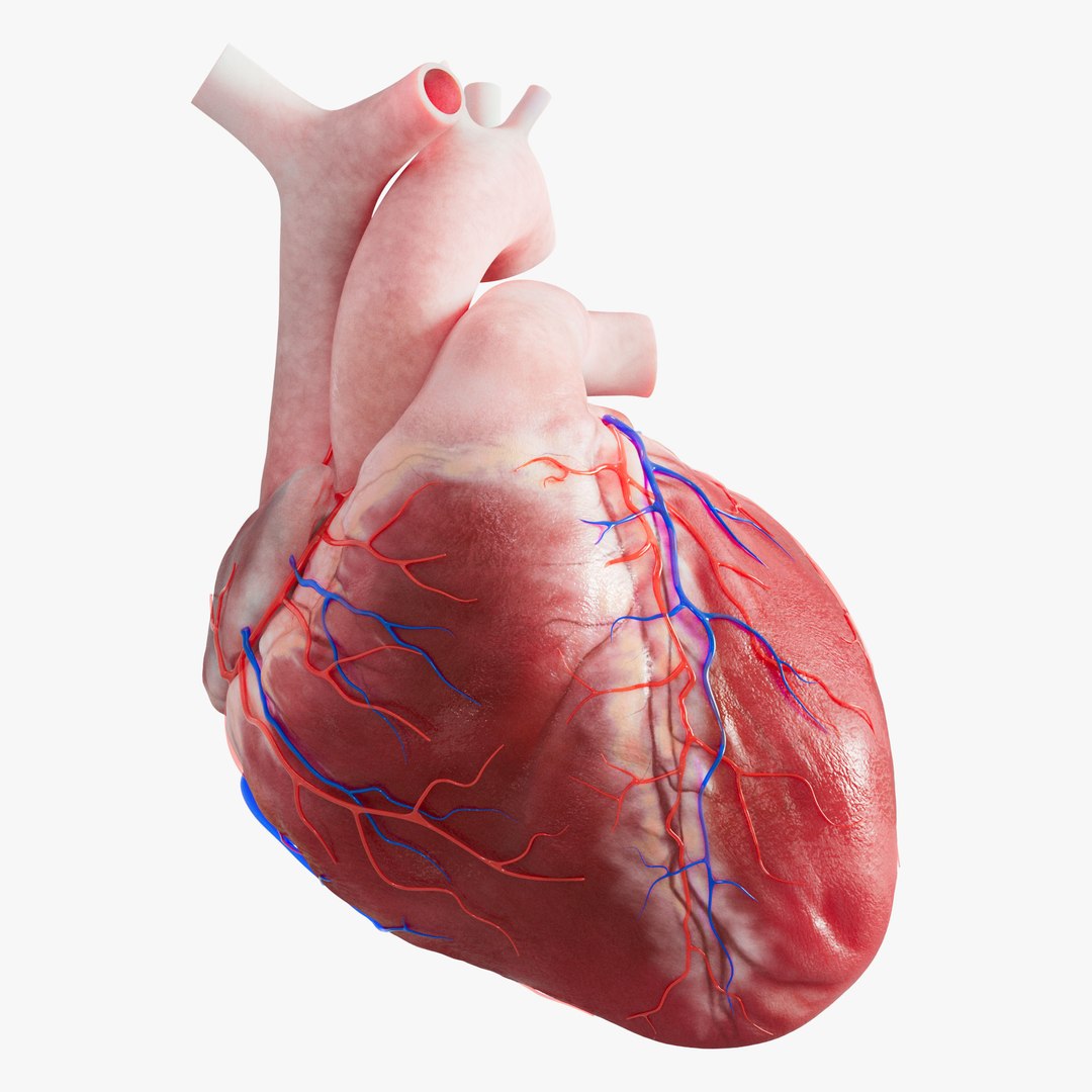 Human Heart Medical Model 3D Model - TurboSquid 2249456