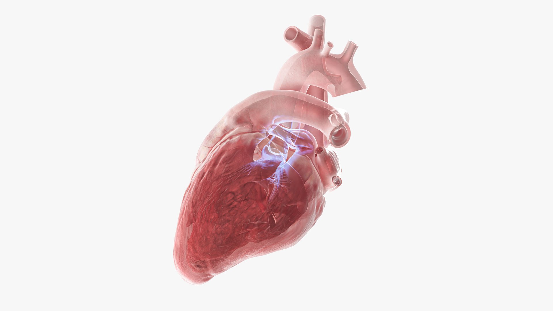 Human heart medical model 3D model https://p.turbosquid.com/ts-thumb/Ge/xMUQzT/jB/aortic/jpg/1719867613/1920x1080/fit_q87/c5da01405fc02a00e7ad9bf1521bcdb3c7398bc3/aortic.jpg
