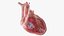 Human heart medical model static