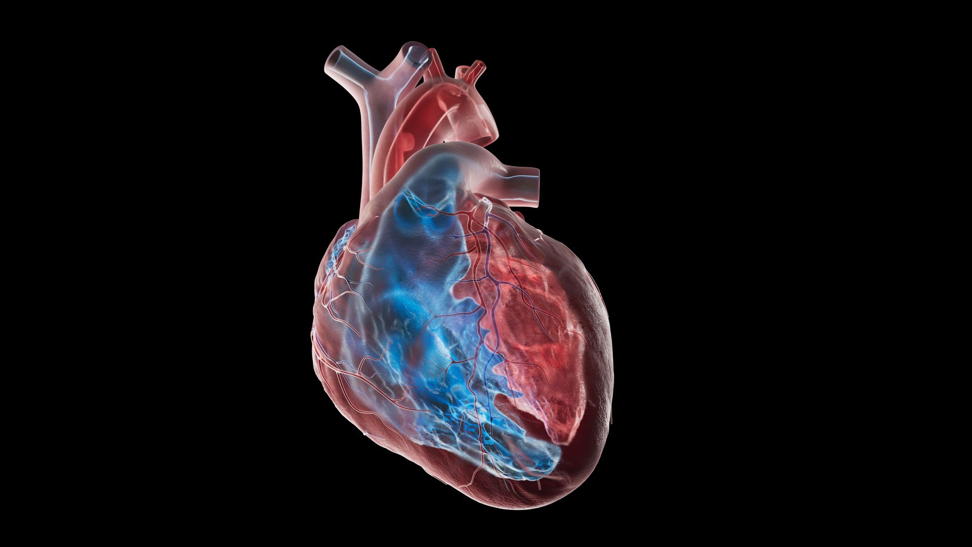 Human heart medical model 3D model https://p.turbosquid.com/ts-thumb/Ge/xMUQzT/oP/heartvolume/jpg/1711636209/1920x1080/fit_q87/12f68ef61c4bf459a8f4d7b643dfe3aeb393634b/heartvolume.jpg