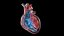 Human heart medical model static