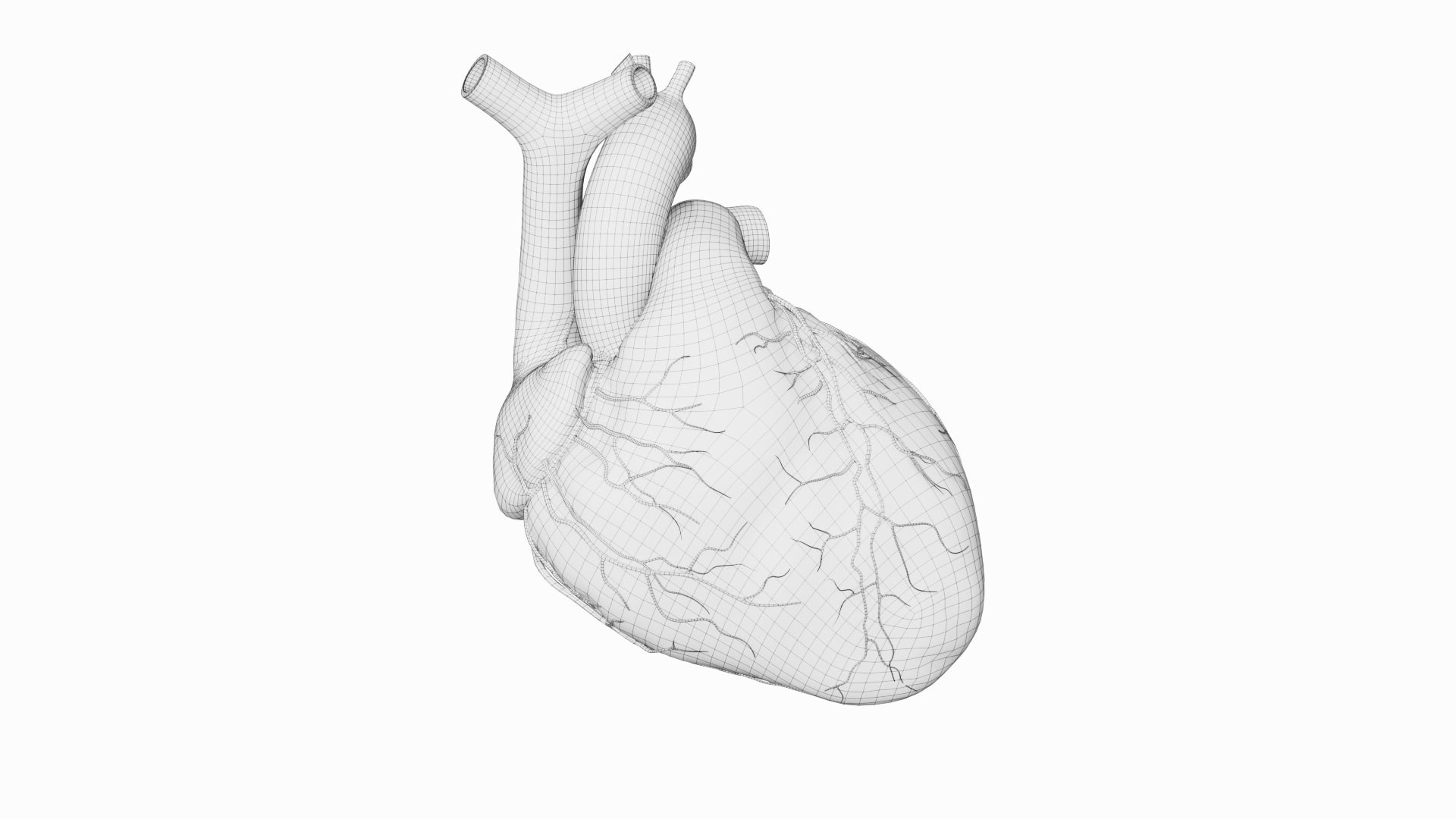 Human heart medical model 3D model https://p.turbosquid.com/ts-thumb/Ge/xMUQzT/p4/heartwireframe2/jpg/1711639032/1920x1080/fit_q87/ac8fa03061b45fdde27ab0f838856136685609b5/heartwireframe2.jpg