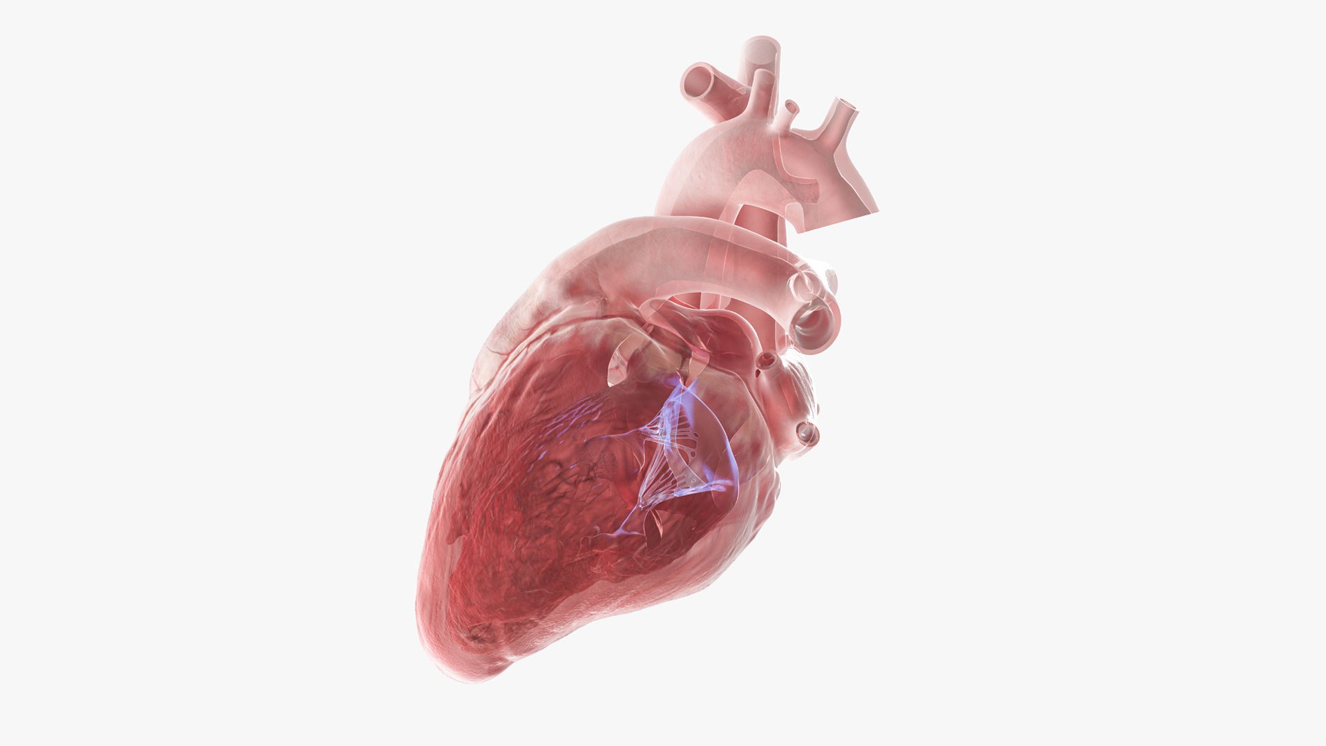 Human heart medical model 3D model https://p.turbosquid.com/ts-thumb/Ge/xMUQzT/vh/mitral/jpg/1719867614/1920x1080/fit_q87/260da313743d1d87c3f3c2f326656ad4fb9f74e4/mitral.jpg