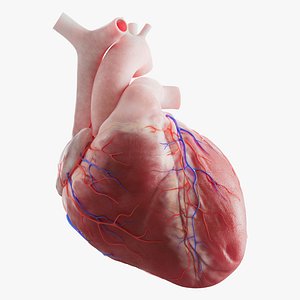 Human heart medical model 3D model