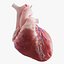 Human heart medical model static