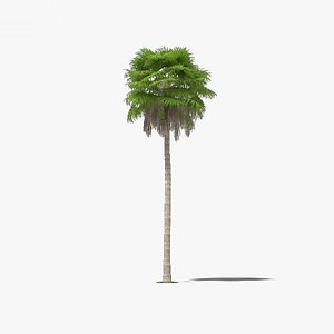 washingtonia robusta palm 3D model