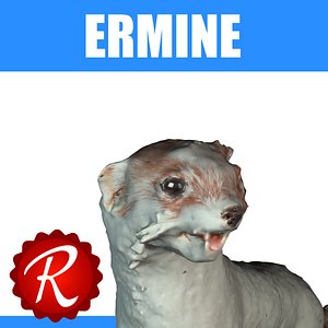 3d model ermine