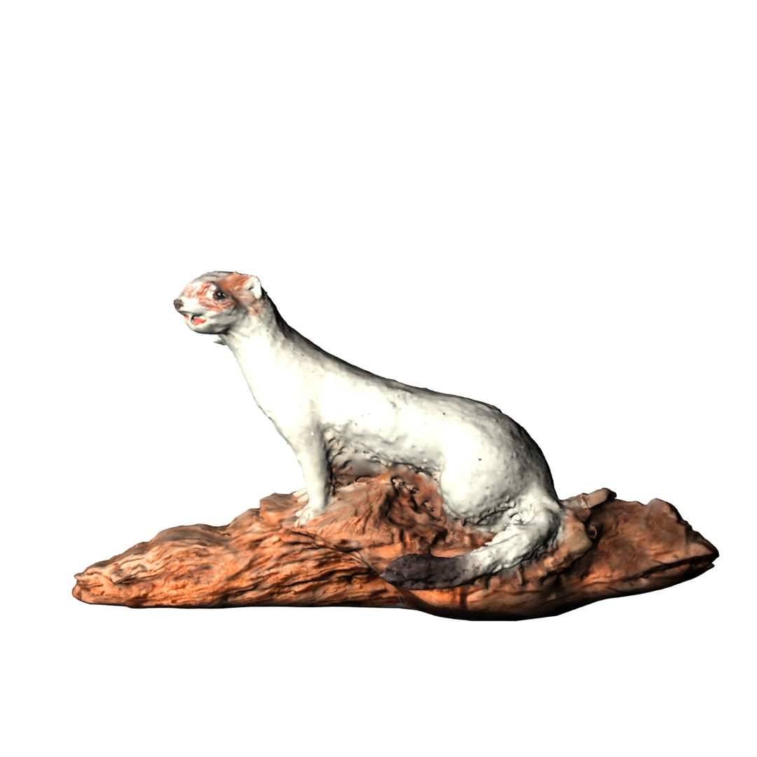 3d model ermine https://p.turbosquid.com/ts-thumb/Ge/y3jjfW/PzTNz1tf/hermelijn/jpg/1371553940/1920x1080/turn_fit_q99/58e50ed2cf2101c88f73a74fcf0274362605cd37/hermelijn-1.jpg