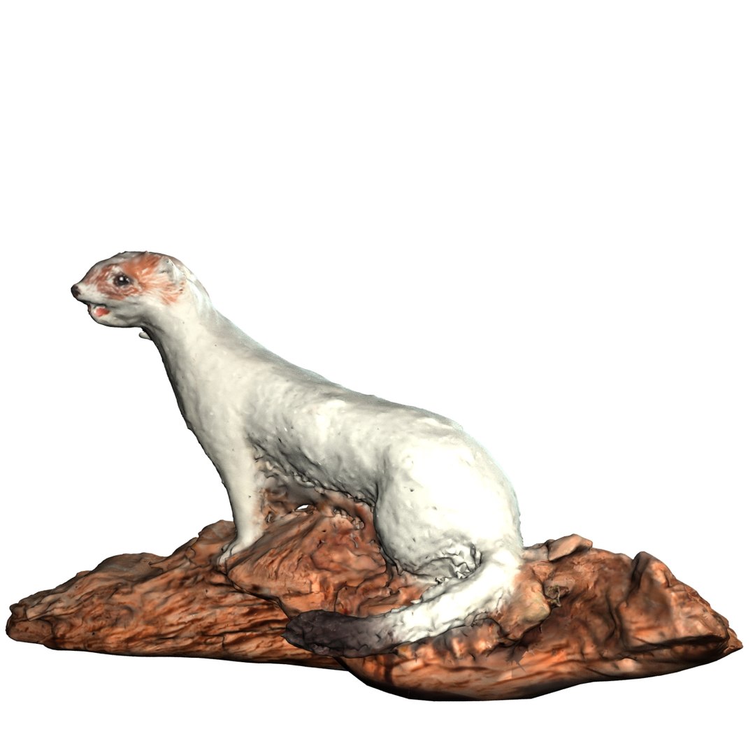 3d model ermine https://p.turbosquid.com/ts-thumb/Ge/y3jjfW/p0oN3RKB/render1/jpg/1371553887/1920x1080/fit_q87/c22ffbe21967ab91b4ffbf68080cc0c1d48436e5/render1.jpg