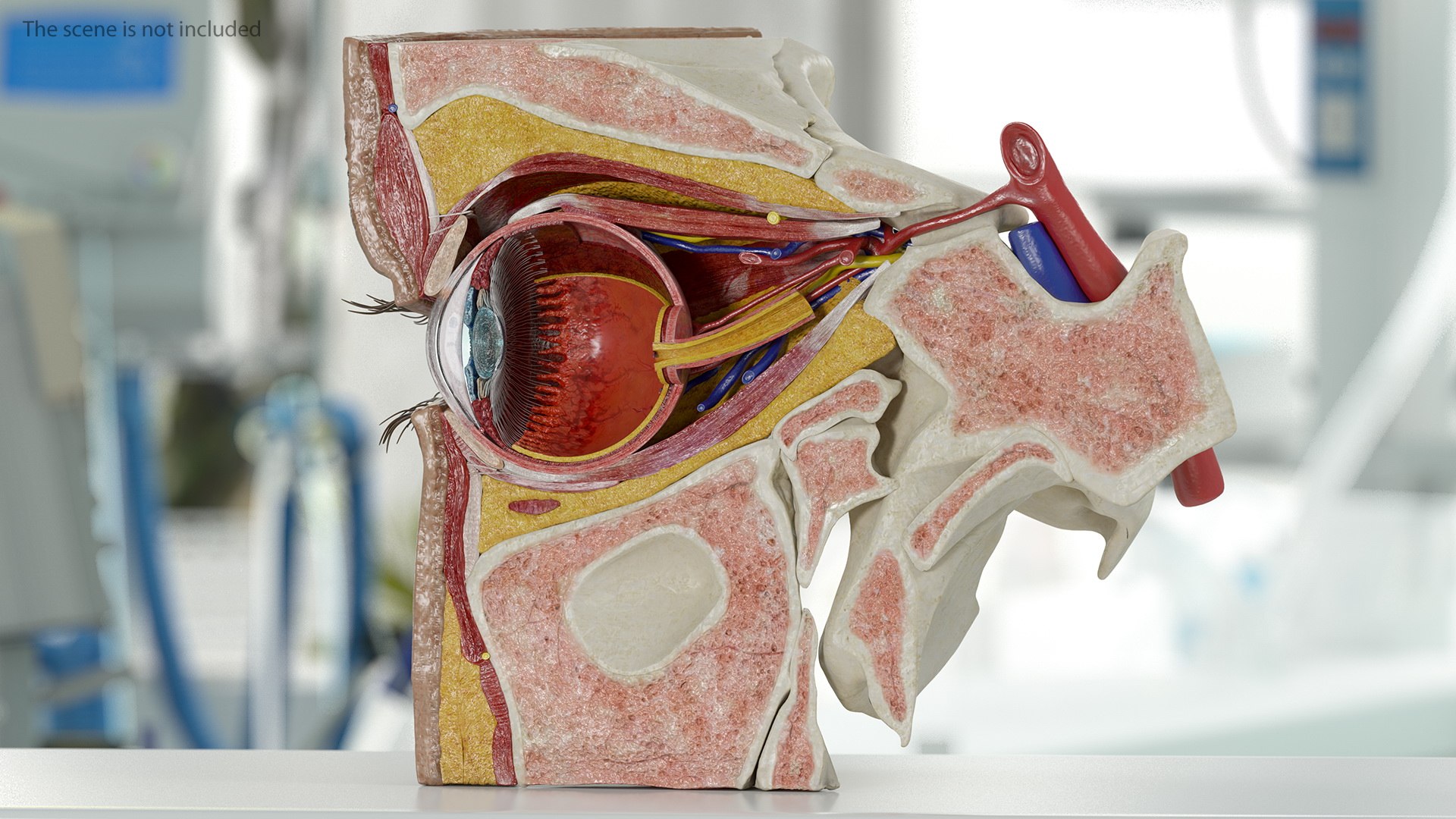 3D model eye anatomy cross-section right - TurboSquid 1511496