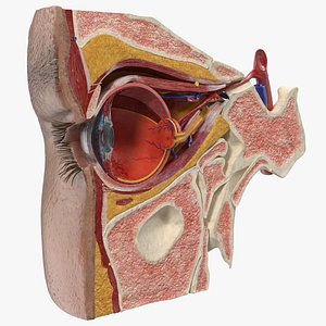 3D model eye anatomy cross-section right