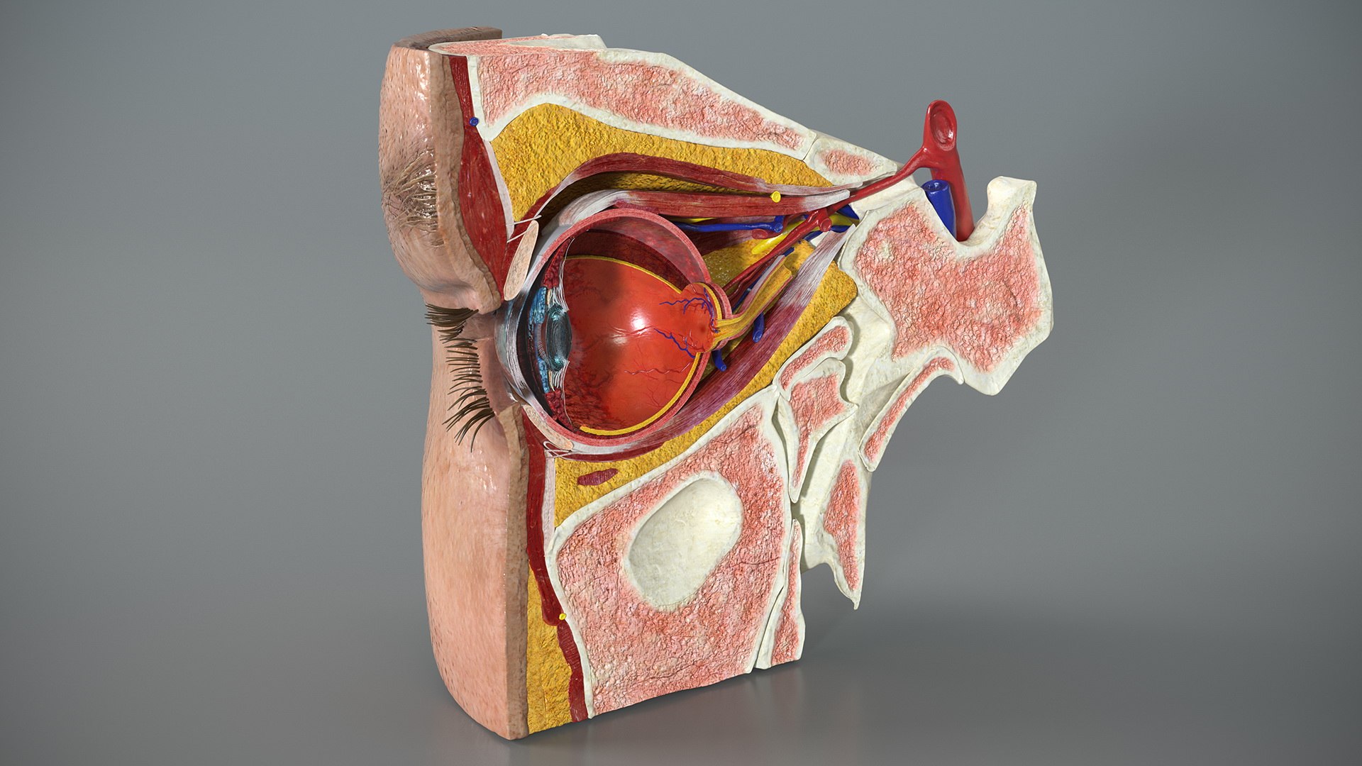 Eye Anatomy Cross-Section Right 3D model preview
