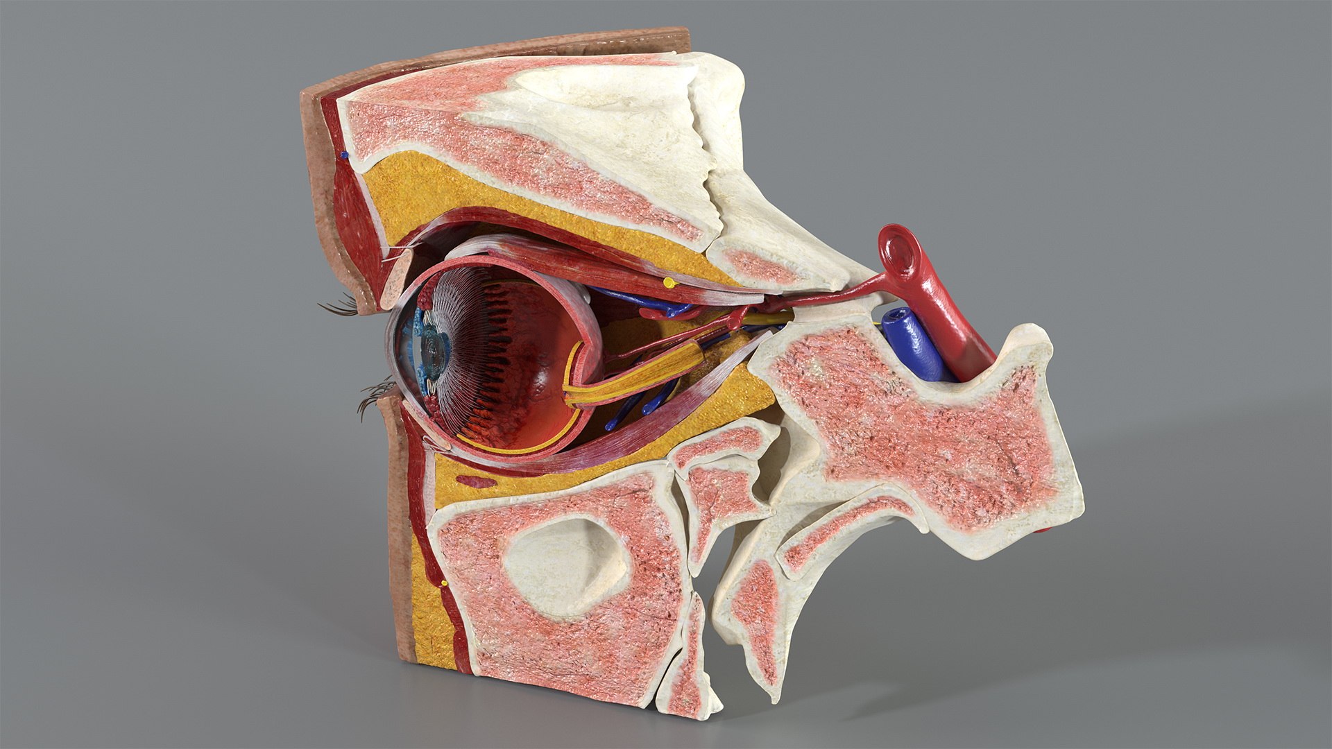 3D model eye anatomy cross-section right - TurboSquid 1511496