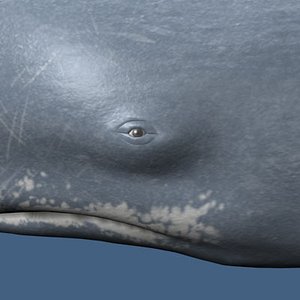 spermwhale maya