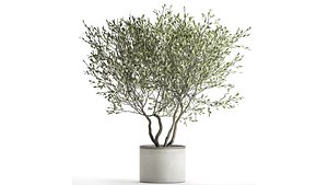 3D Olive tree in a flowerpot for the interior 970 model