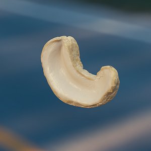 cashews octane 3D model