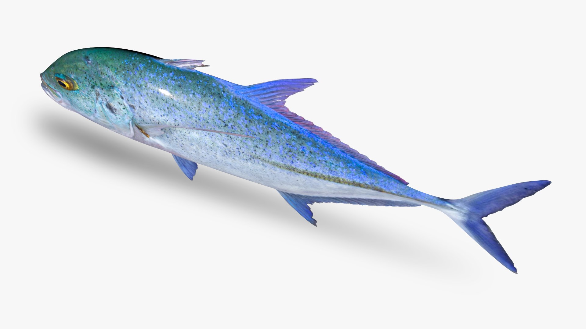 Bluefin Trevally Caranx melampygus model https://p.turbosquid.com/ts-thumb/Gf/Rg3zUs/AG/5/jpg/1646782125/1920x1080/fit_q87/f6c19f3c3337c4a164d95bd74c6a860f3010ffcf/5.jpg