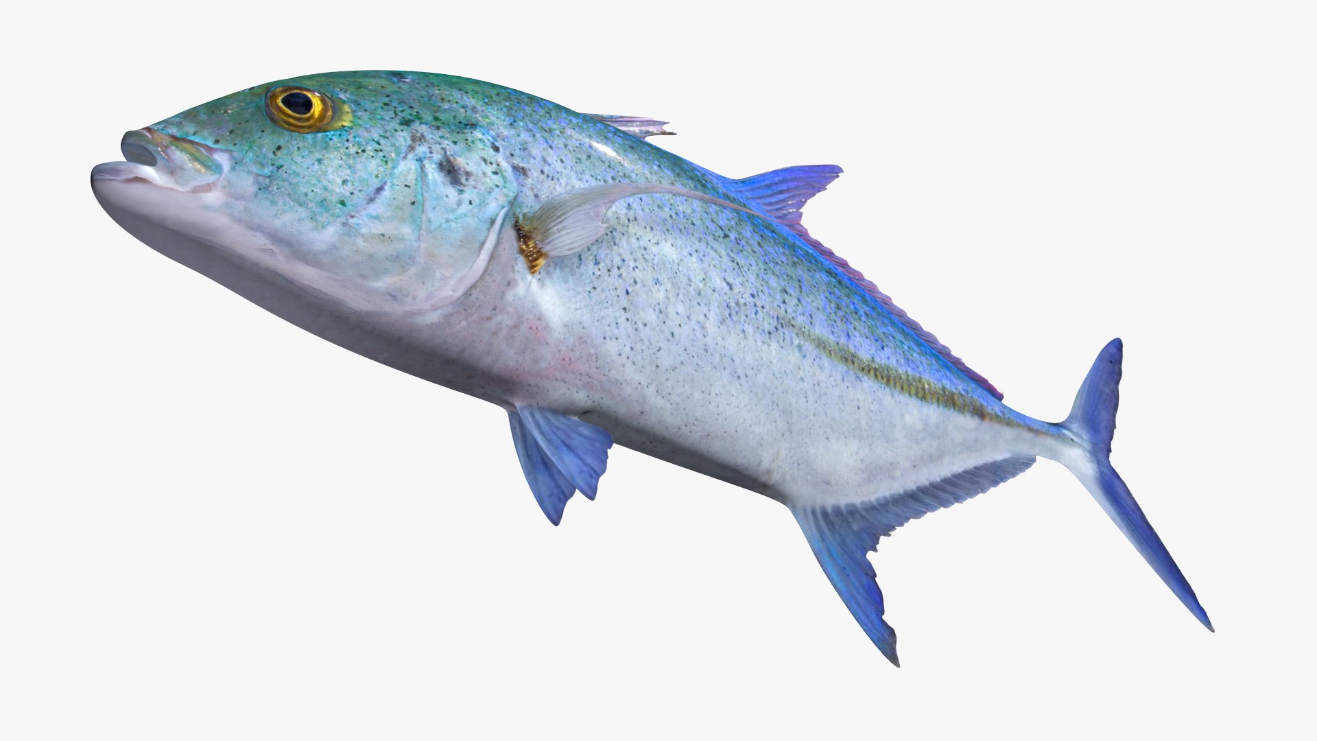Bluefin Trevally Caranx melampygus model https://p.turbosquid.com/ts-thumb/Gf/Rg3zUs/TJ/2/jpg/1646782126/1920x1080/fit_q87/d0116e743b3c69832294d8fd9d49f612649e19ee/2.jpg
