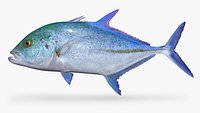 Bluefin Trevally Caranx melampygus