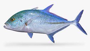 Bluefin Trevally Caranx melampygus