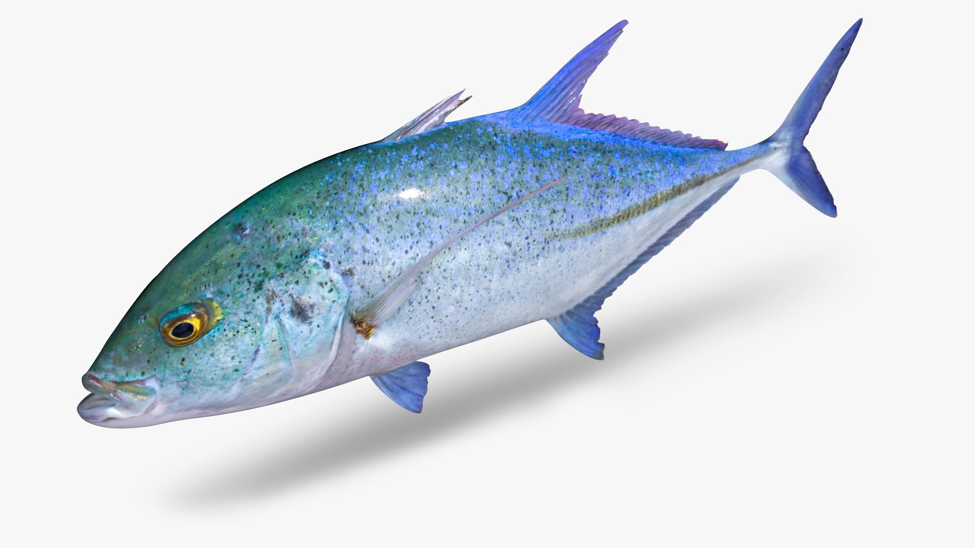 Bluefin Trevally Caranx melampygus model https://p.turbosquid.com/ts-thumb/Gf/Rg3zUs/l3/4/jpg/1646782126/1920x1080/fit_q87/e1595c422f3baeafa93c2bd3ee5f06d94fb1ee80/4.jpg