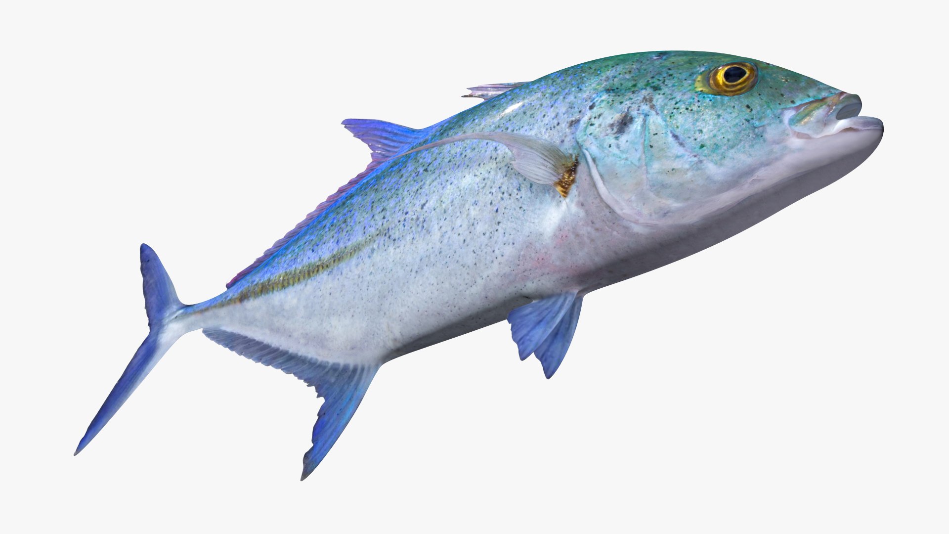 Bluefin Trevally Caranx melampygus model https://p.turbosquid.com/ts-thumb/Gf/Rg3zUs/lG/3/jpg/1646782211/1920x1080/fit_q87/103613be5f5294e4b3d8a11643633626460a9f00/3.jpg