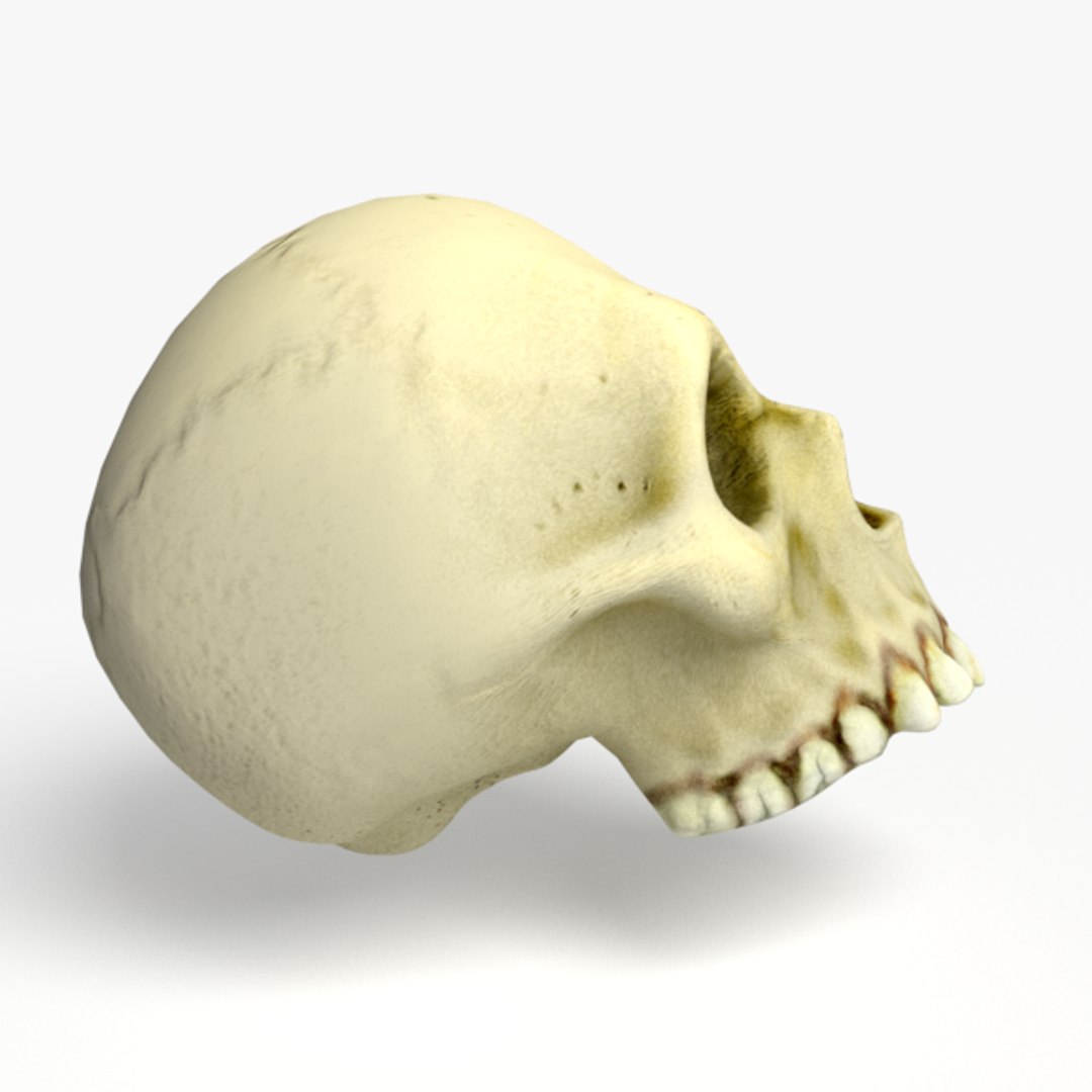 cartoon skull obj https://p.turbosquid.com/ts-thumb/Gf/RmzQVk/G8acynf8/modelrender_00004/png/1469068174/1920x1080/fit_q87/6c9a1b6e20c771aed8627c4931a6060016042ef5/modelrender_00004.jpg