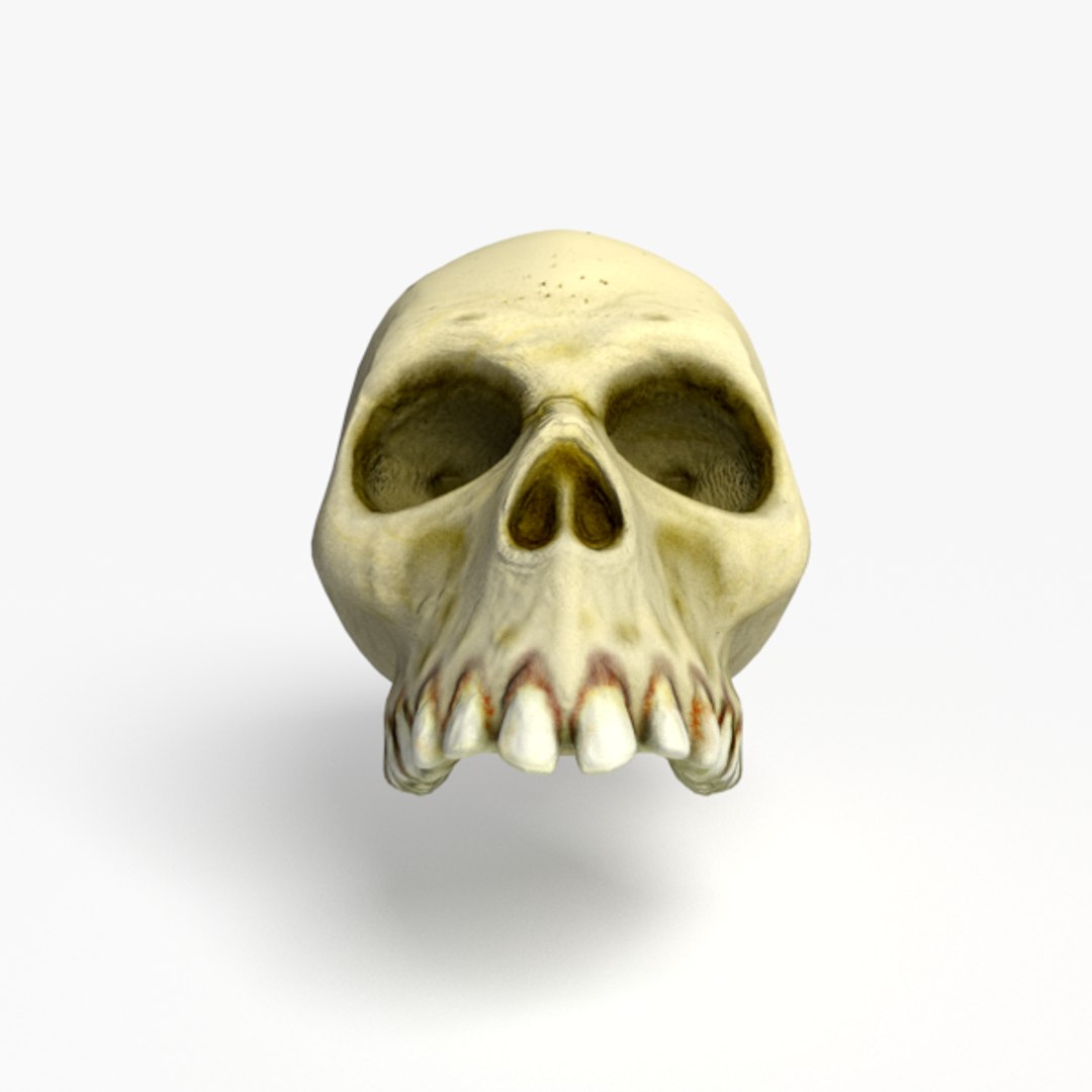 cartoon skull obj https://p.turbosquid.com/ts-thumb/Gf/RmzQVk/kIXraxVr/modelrender_00003/png/1469068174/1920x1080/fit_q87/42360ed546c8629992e12c368a973c20d55f27fa/modelrender_00003.jpg