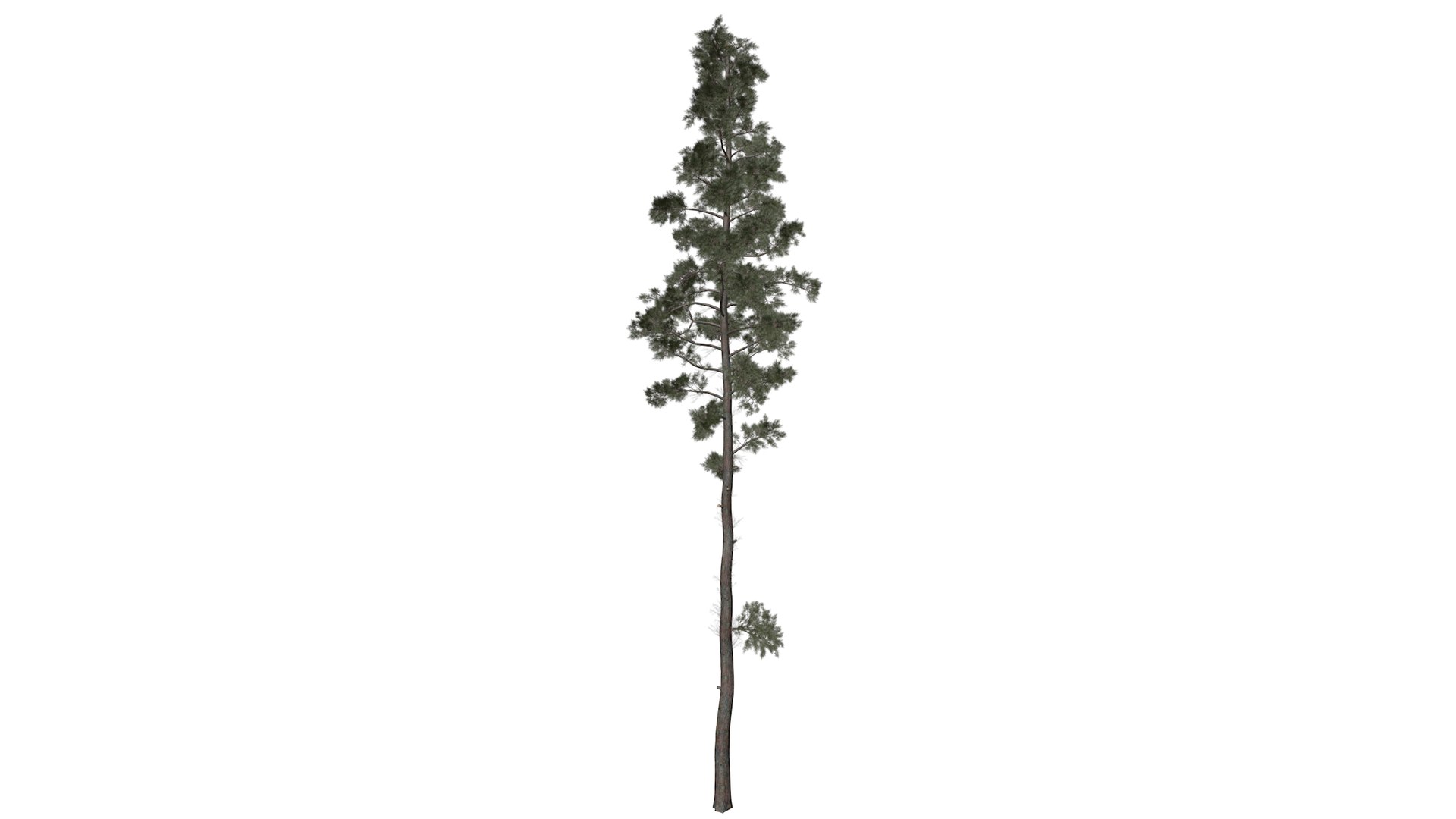 Scots Pine Tree Collection model https://p.turbosquid.com/ts-thumb/Gf/Tei905/15/scotspine_high30/png/1779174824/1920x1080/fit_q87/583b302dd55c1ac5b6b0883d787a769e87dc00a9/scotspine_high30.jpg
