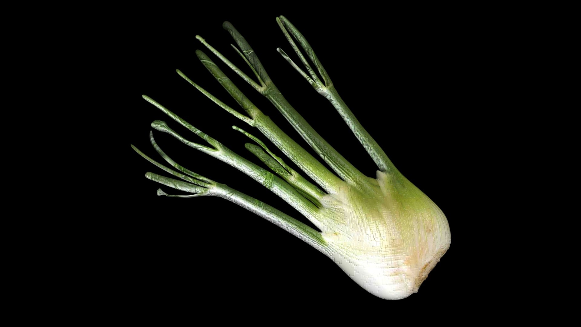 Fennel Bulb 3D model https://p.turbosquid.com/ts-thumb/Gf/Zz1MjJ/25/fennel7/jpg/1731596565/1920x1080/fit_q87/1698ac33bbefb71c60402183fd602bfff36f2c1d/fennel7.jpg