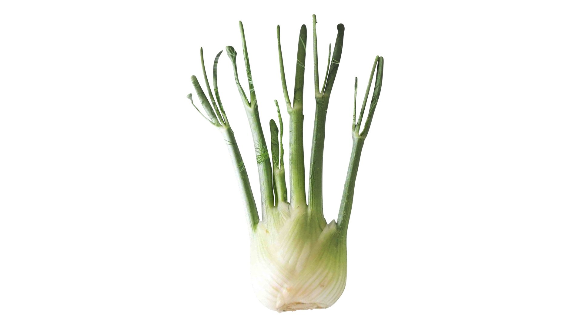 Fennel Bulb 3D model https://p.turbosquid.com/ts-thumb/Gf/Zz1MjJ/9E/fennel13/jpg/1731596562/1920x1080/fit_q87/a57ad6c9a9a12e97cdbfd06a3d2101914ec707b6/fennel13.jpg