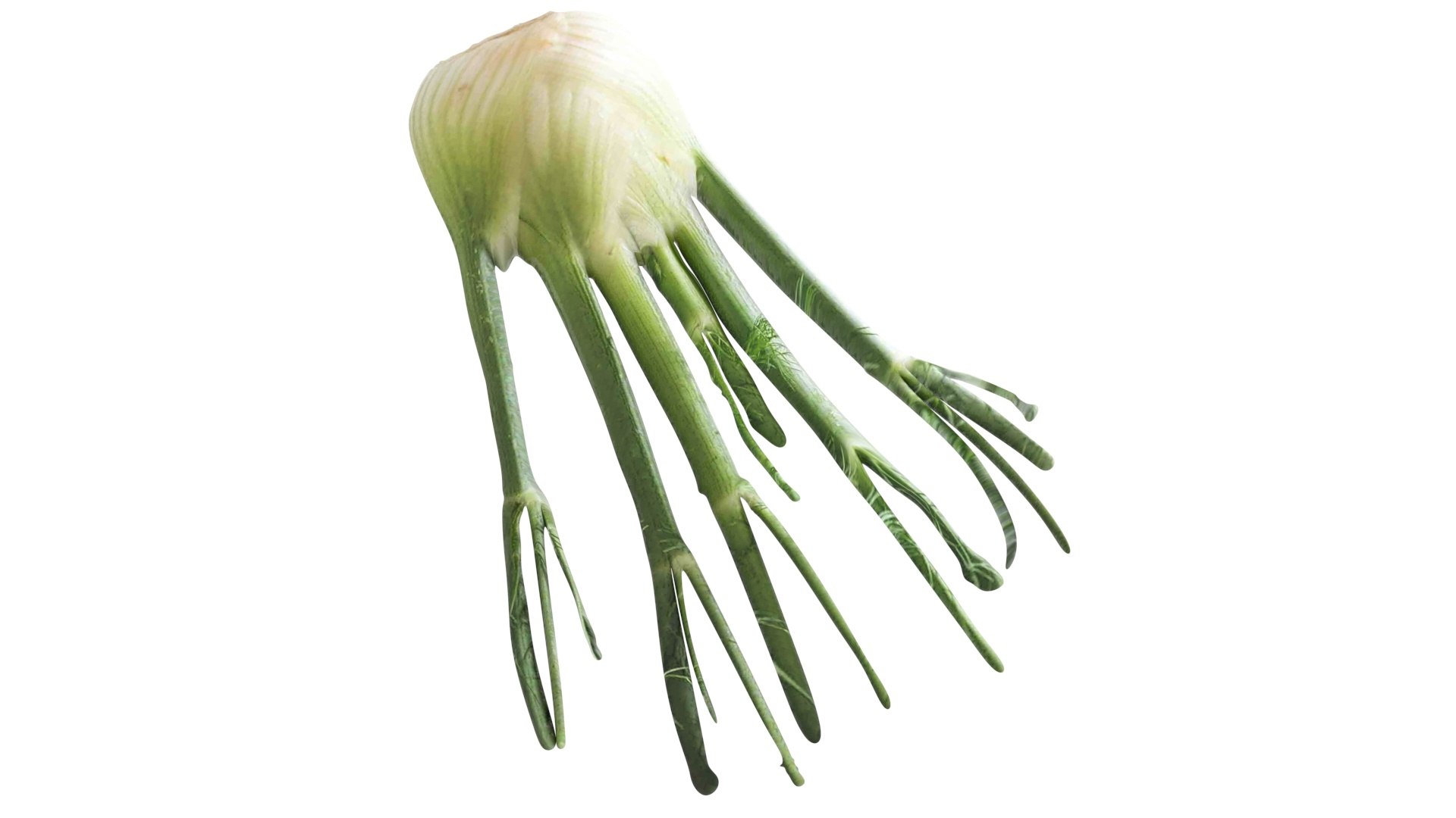 Fennel Bulb 3D model https://p.turbosquid.com/ts-thumb/Gf/Zz1MjJ/EQ/fennel10/jpg/1731596563/1920x1080/fit_q87/23689f2f1607d9941478ee14f6e866e0b91b5cbc/fennel10.jpg