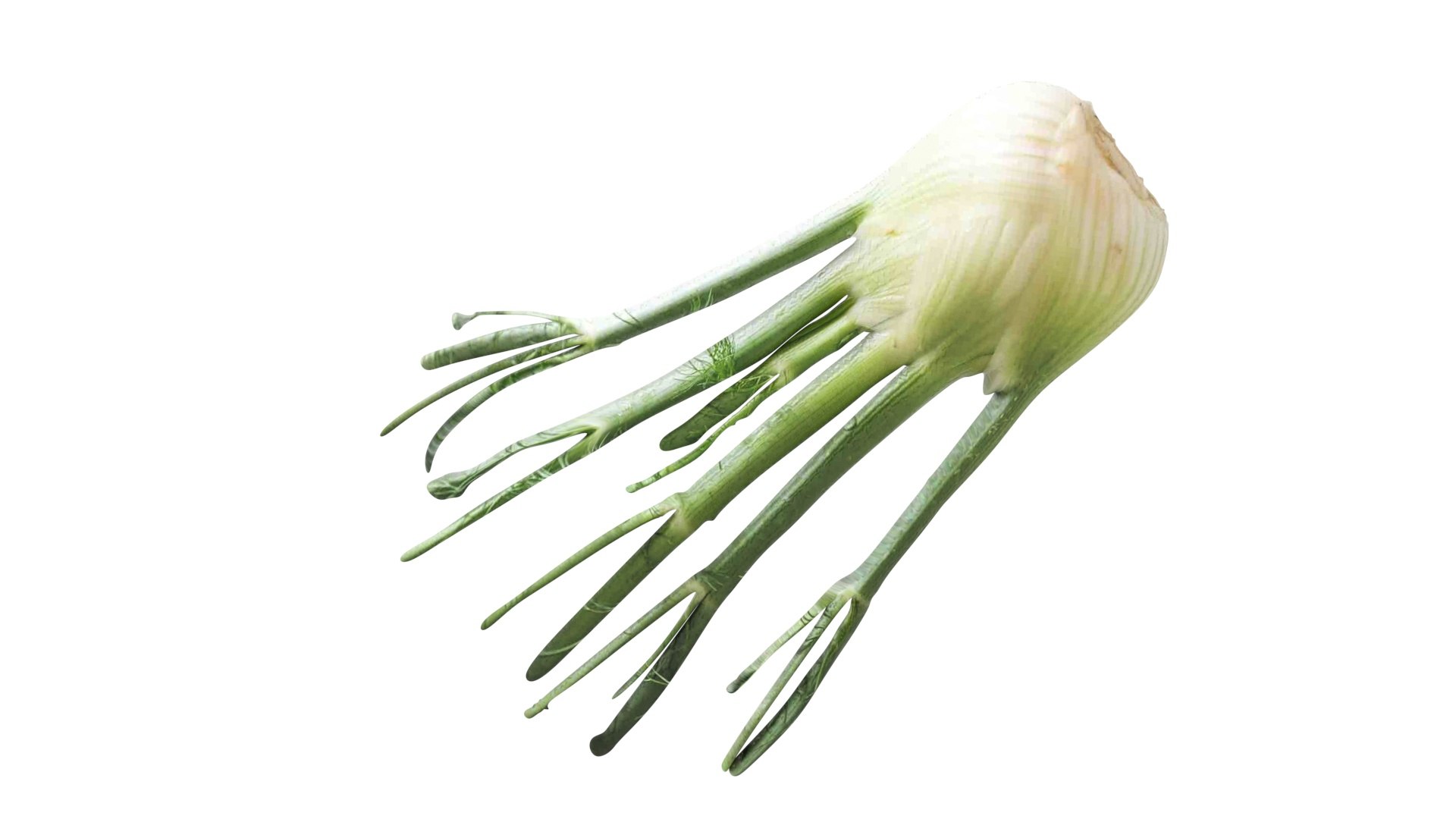 Fennel Bulb 3D model https://p.turbosquid.com/ts-thumb/Gf/Zz1MjJ/Fi/fennel12/jpg/1731596562/1920x1080/fit_q87/4fea65820409818527b610ac62a26f6088cdbb05/fennel12.jpg