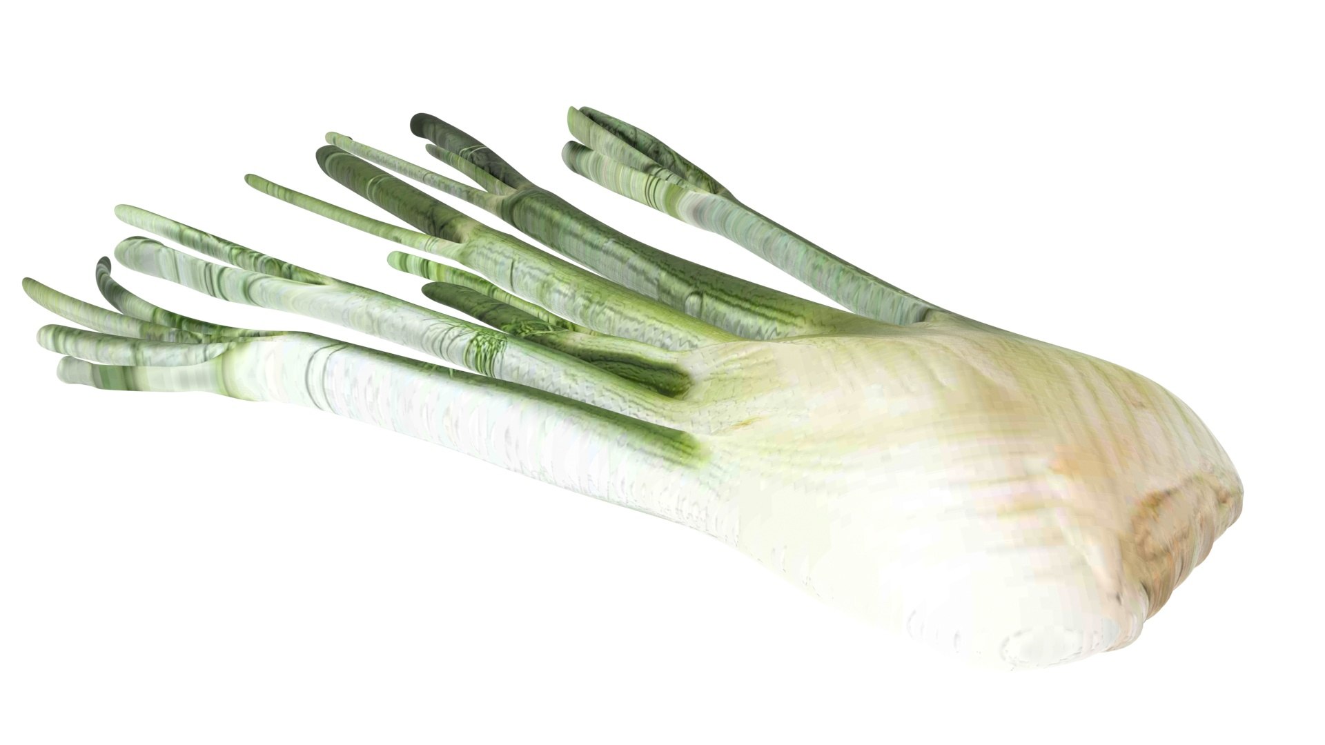 Fennel Bulb 3D model https://p.turbosquid.com/ts-thumb/Gf/Zz1MjJ/IM/fennel8/jpg/1731596565/1920x1080/fit_q87/54404d381040d98a331d31f7b0107caad98f5106/fennel8.jpg