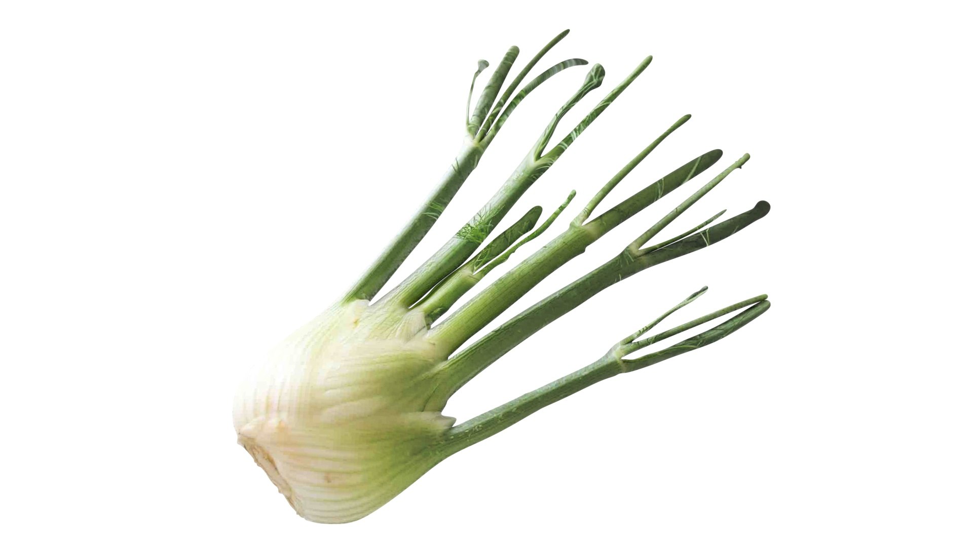 Fennel Bulb 3D model https://p.turbosquid.com/ts-thumb/Gf/Zz1MjJ/PM/fennel9/jpg/1731596565/1920x1080/fit_q87/f40da10718aedc5494b0675d91628f03bc4651e0/fennel9.jpg