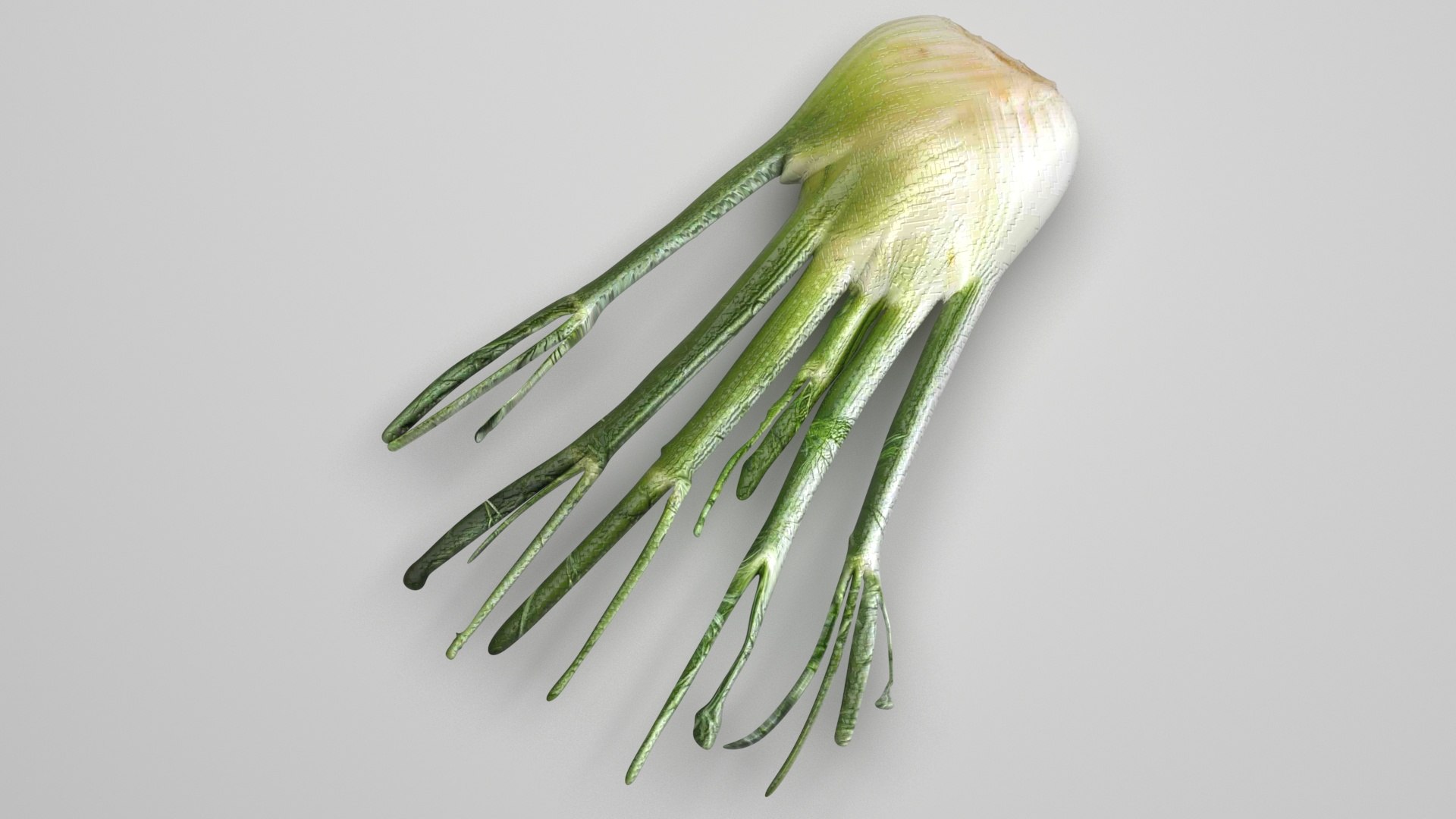 Fennel Bulb 3D model https://p.turbosquid.com/ts-thumb/Gf/Zz1MjJ/cQ/fennel4/jpg/1731596566/1920x1080/fit_q87/8bdc3d8acda97f6b04cdd0872882854b05e428cd/fennel4.jpg