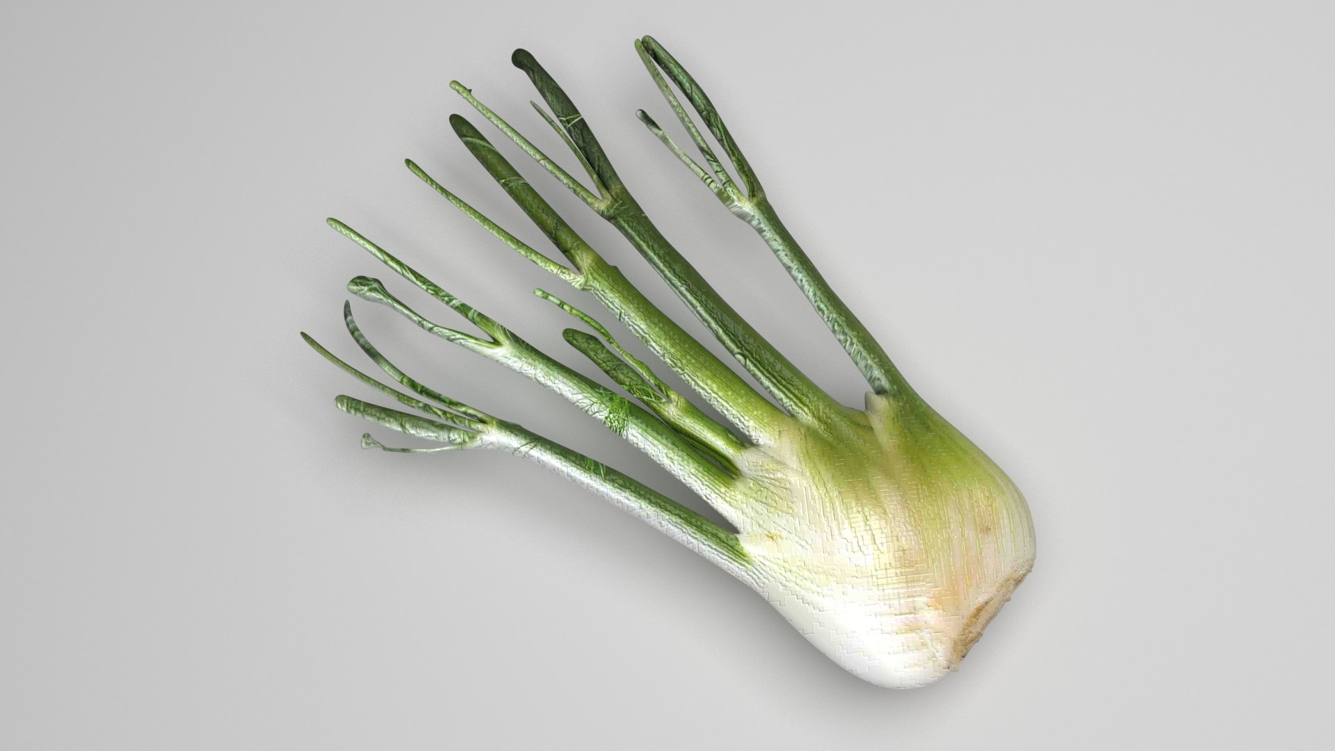 Fennel Bulb 3D model https://p.turbosquid.com/ts-thumb/Gf/Zz1MjJ/oQ/fennel5/jpg/1731596566/1920x1080/fit_q87/bd45e60f4dccce8ee2c1b8573a02cc4a3943f10c/fennel5.jpg