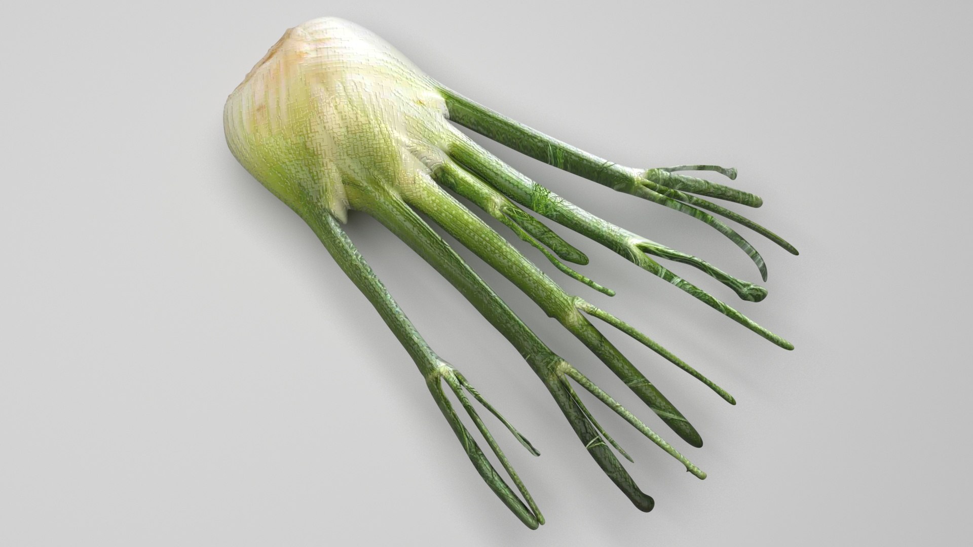 Fennel Bulb 3D model https://p.turbosquid.com/ts-thumb/Gf/Zz1MjJ/ps/fennel3/jpg/1731596567/1920x1080/fit_q87/038aa25286a28972f17a8af9b99f52f6ad0fef1a/fennel3.jpg