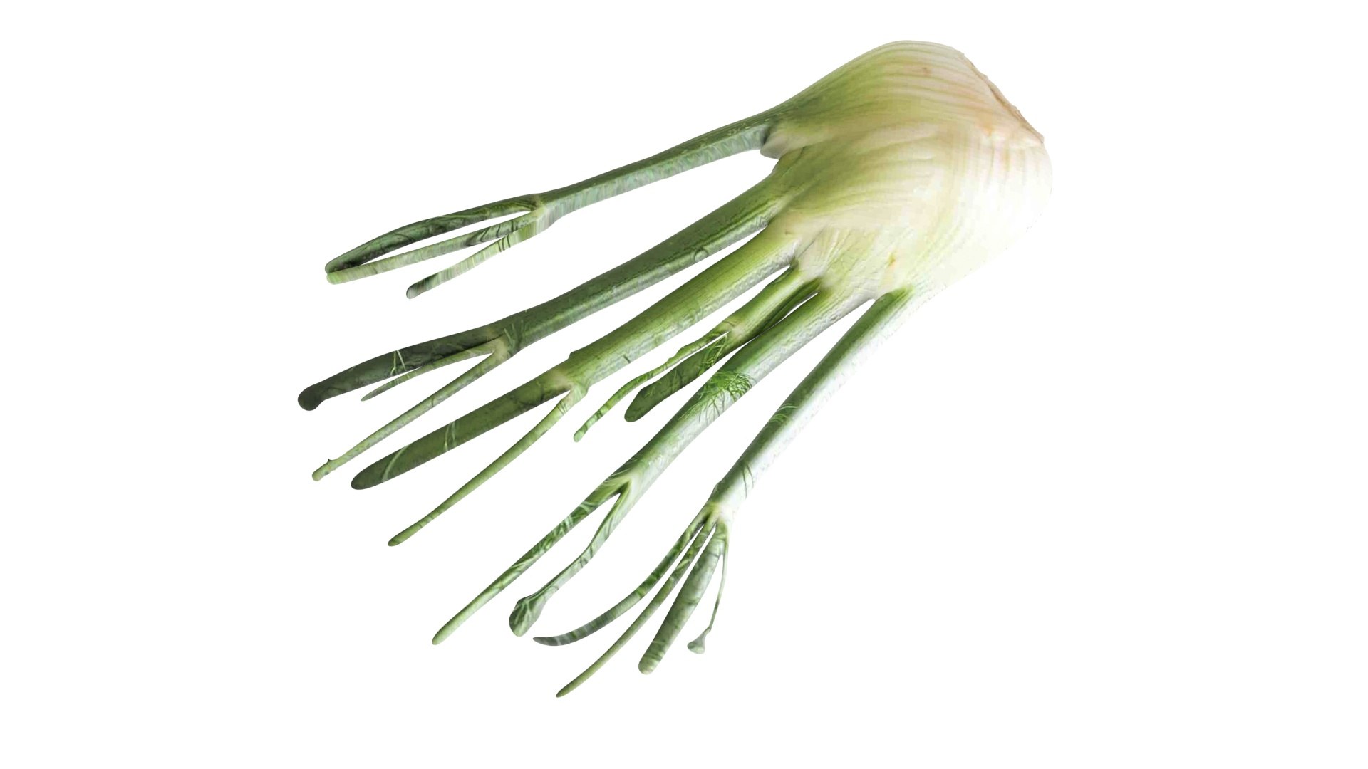 Fennel Bulb 3D model https://p.turbosquid.com/ts-thumb/Gf/Zz1MjJ/yz/fennel11/jpg/1731596563/1920x1080/fit_q87/a1f5ad6bbeae967c9c535aa730f676763aea0643/fennel11.jpg