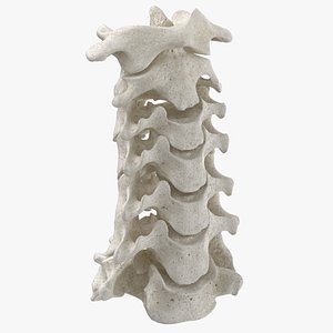 3D real human neck cervical