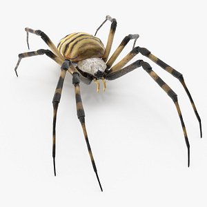 3D Argiope Trifasciata Spider Rigged for Cinema 4D