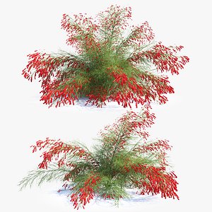 Firecracker Plant