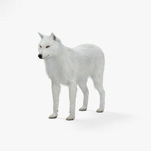 3D arctic wolf model
