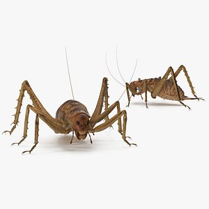 3D Giant Weta Rigged for Maya model