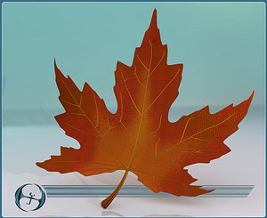 maple leaves 3d model