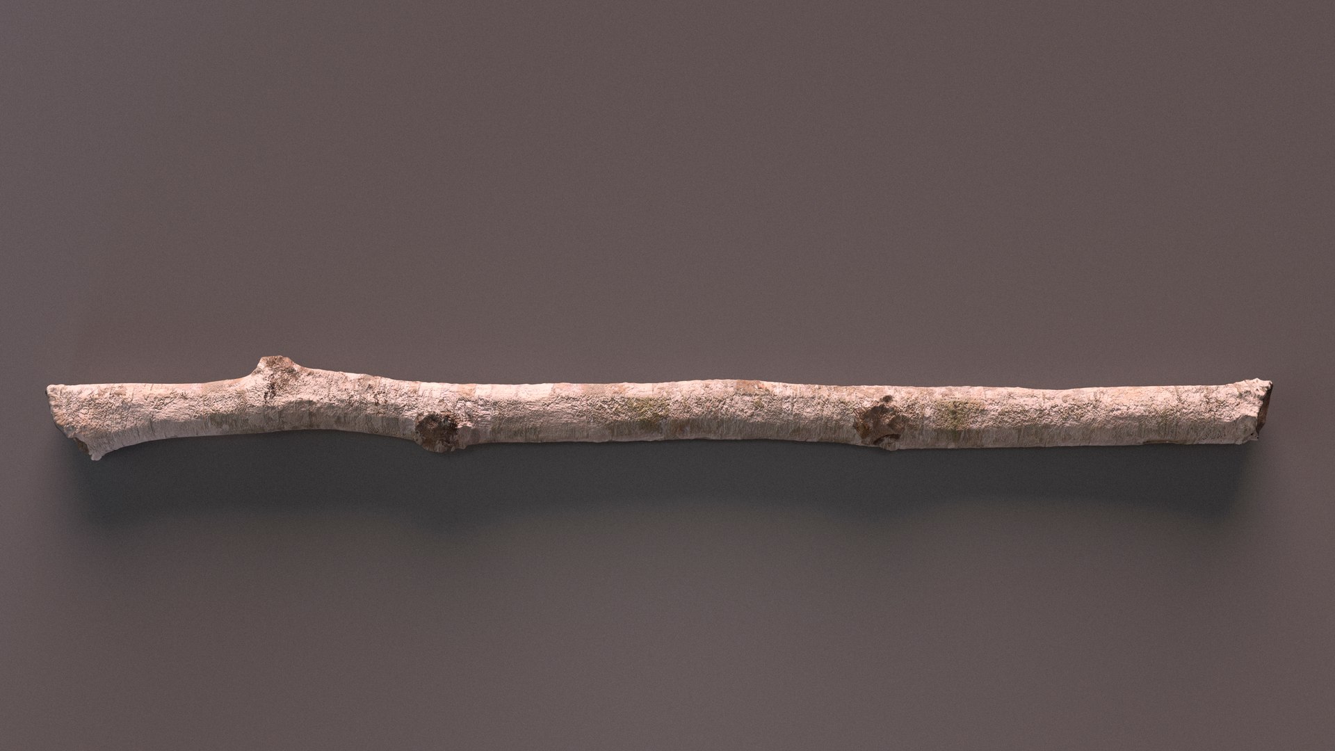 3D Natural Birch Branch https://p.turbosquid.com/ts-thumb/Gf/zOkHoY/Jo/naturalbirchbranchmb3dmodel011/jpg/1695177953/1920x1080/fit_q87/5bbe7ace9caefced692053afc77c275cff3f442d/naturalbirchbranchmb3dmodel011.jpg