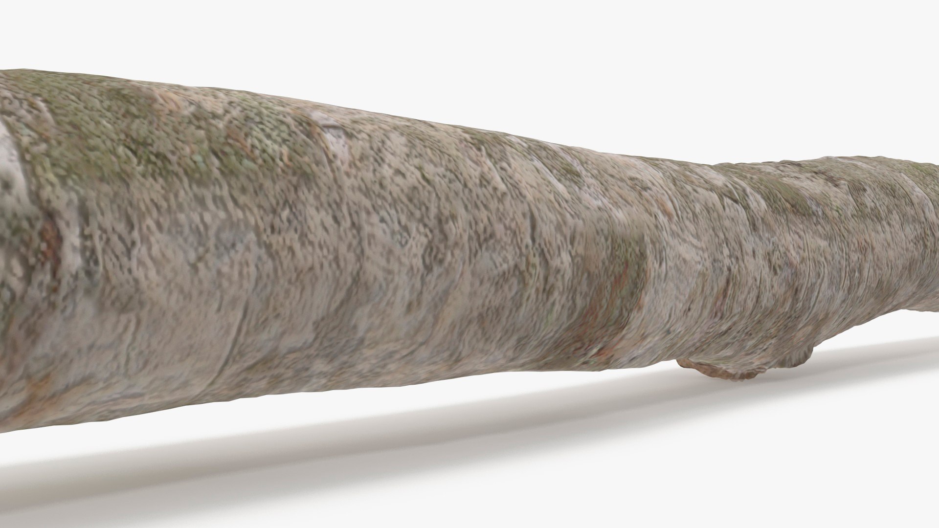 3D Natural Birch Branch https://p.turbosquid.com/ts-thumb/Gf/zOkHoY/mQ/naturalbirchbranchmb3dmodel017/jpg/1695177977/1920x1080/fit_q87/bdbf81cc55acedae68447b1e1c9b068842f0cd00/naturalbirchbranchmb3dmodel017.jpg