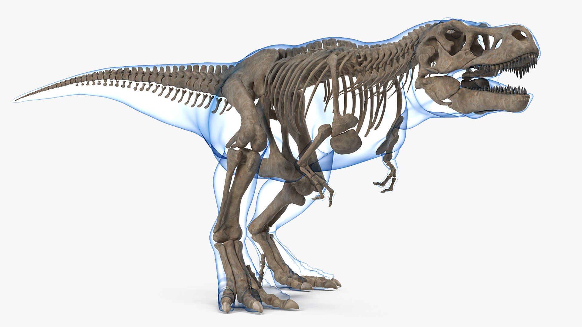 Tyrannosaurus Rex Skeleton Fossil with Skin Walking Pose 3D model preview